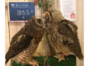 プランの魅力 しあわせをよぶフクロウカフェ Country Owl の画像