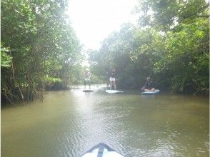 プランの魅力 If you wish, we will also guide you to the Mangrove River. You can feel a little exploration. の画像