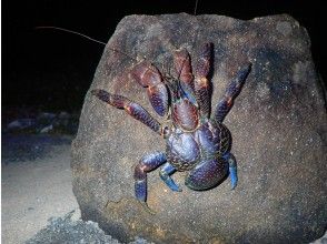 プランの魅力 亜熱帯特有の生き物たち の画像