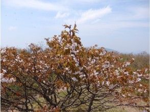 プランの魅力 Kanto 1 late cherry blossom viewing! の画像