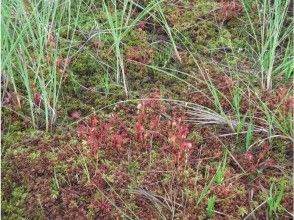 プランの魅力 Treasures of plants! の画像