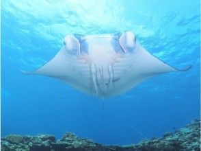 プランの魅力 Guide to manta spots with a high encounter rate! の画像