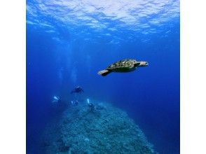 プランの魅力 Sea turtles and diving の画像