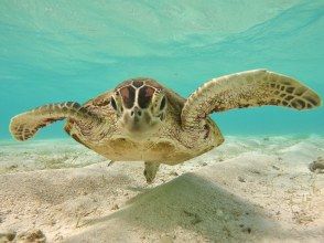 プランの魅力 Sea turtle の画像