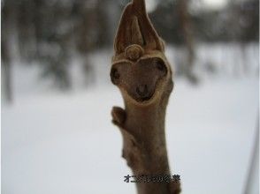 プランの魅力 天人峡森の神様コース･オニグルミの冬芽 の画像