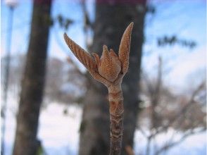 プランの魅力 Winter buds of viburnum furcatum like Clionidae の画像