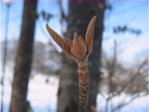 プランの魅力 クリオネのようなオオカメノキの冬芽 の画像