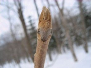 プランの魅力 Winter bud of Onigurumi that resembles a monkey's face の画像