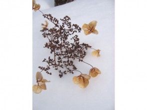 プランの魅力 Dried vine hydrangea flower の画像