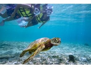 プランの魅力 野生のウミガメとの遭遇率は９８％！！ の画像
