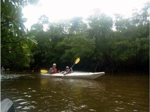 プランの魅力 You can experience Japan's largest mangrove virgin forest. の画像