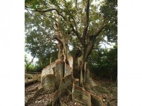 プランの魅力 Private tour of Iriomote's No. 1 precious tree "Sakishimasuounoki"	 の画像