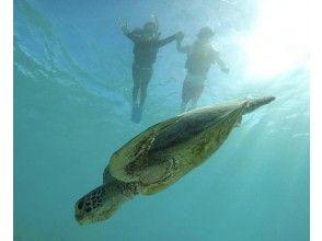 プランの魅力 野生のウミガメとシュノーケリング の画像