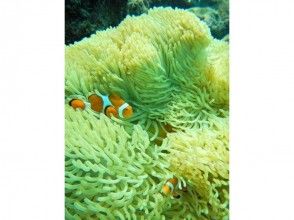 プランの魅力 Observe colorful tropical fish and anemone fish の画像