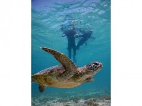 プランの魅力 cute! Encounter sea turtles! の画像