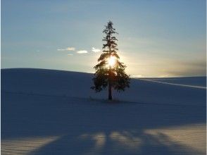 プランの魅力 Biei Shirokane no Mori 1-day course Christmas tree tree の画像