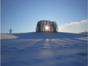 プランの魅力 Biei Shirokane no Mori 1-day course Mild Seven Hills の画像