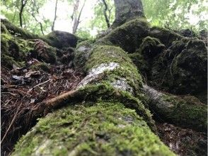 プランの魅力 富士の神秘に触れるガイド付ツアー の画像