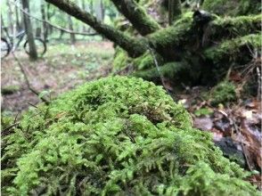 プランの魅力 A guided tour to explore the mysterious Mt.Fuji の画像