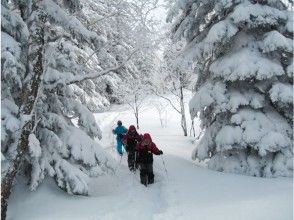 プランの魅力 在原始云杉林中冲雪时 の画像