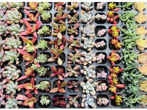 プランの魅力 カラフルな多肉植物 の画像
