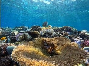 プランの魅力 シュノーケリング の画像