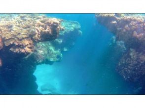 プランの魅力 Sea turtle encounter rate 50% の画像
