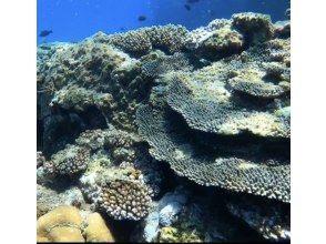 プランの魅力 Amazing corals and tropical fish の画像