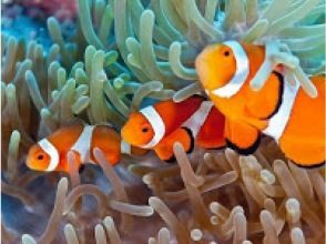 プランの魅力 You can also meet Nemo! の画像