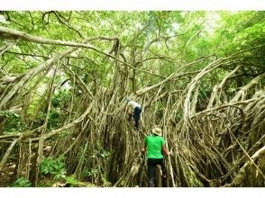 プランの魅力 Banyan forest の画像