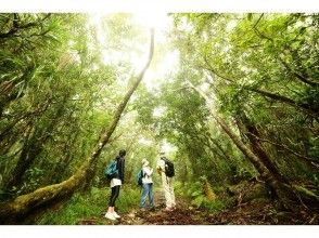 プランの魅力 Dense forest の画像