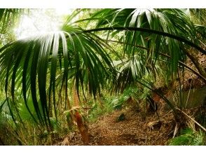プランの魅力 Specific palm ogasawara blow の画像
