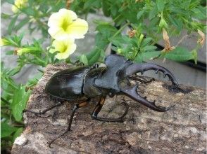 プランの魅力 の画像