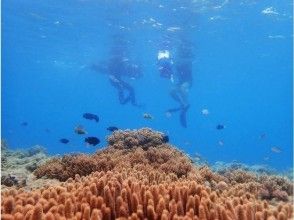 プランの魅力 Opportunity to interact with marine life の画像