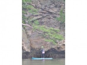 プランの魅力 松の木を見上げ の画像