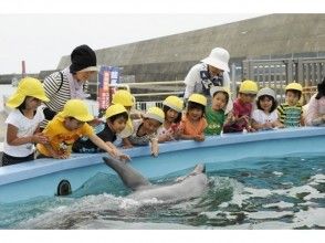 プランの魅力 ドルフィンタッチ の画像