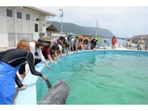 プランの魅力 ドルフィンタッチ の画像