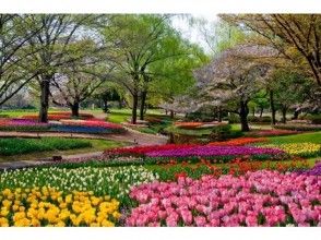 プランの魅力 季节性的花朵 の画像