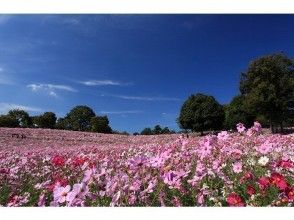 プランの魅力  の画像