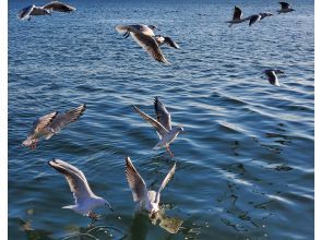 プランの魅力 The ever-popular Black-headed Gull Feeding Experience の画像