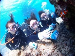 プランの魅力 ★沢山のクマノミに出会える★ の画像