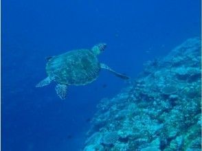 プランの魅力 You can see sea turtles! Encounter rate 90%! の画像