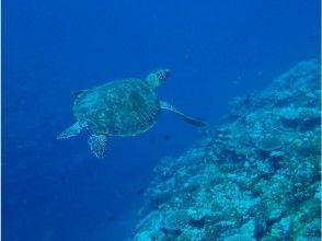 プランの魅力 ウミガメが見れちゃう！遭遇率95%！ の画像