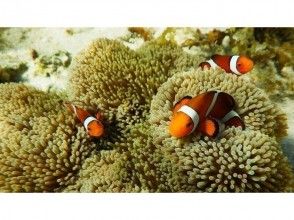 プランの魅力 Memories of the tour present! の画像