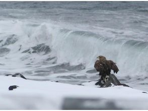 プランの魅力 흰 꼬리 수리 (尾白 독수리) の画像