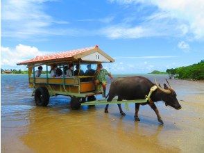 プランの魅力 สำรวจเกาะอิริโอโมเตะในหนึ่งวัน! の画像
