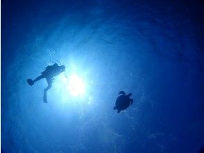 プランの魅力 海亀と太陽 の画像