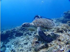 プランの魅力 アオウミガメ の画像