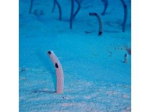 プランの魅力 斑點的花園鰻 の画像