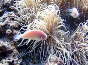 プランの魅力 Anemone fish の画像